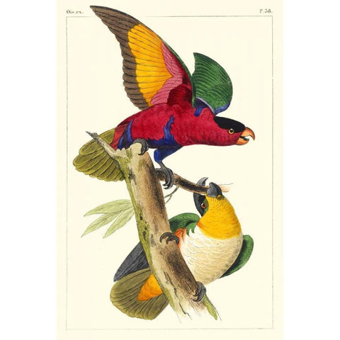 Lemaire Parrots I Black Modern Wood Framed Art Print by Lemaire, C.L.