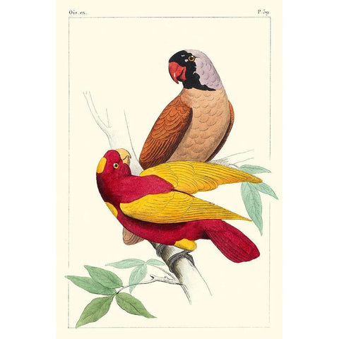 Lemaire Parrots II Black Modern Wood Framed Art Print by Lemaire, C.L.