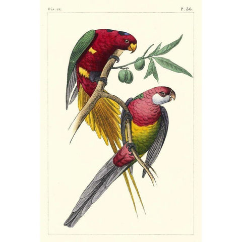 Lemaire Parrots III White Modern Wood Framed Art Print by Lemaire, C.L.