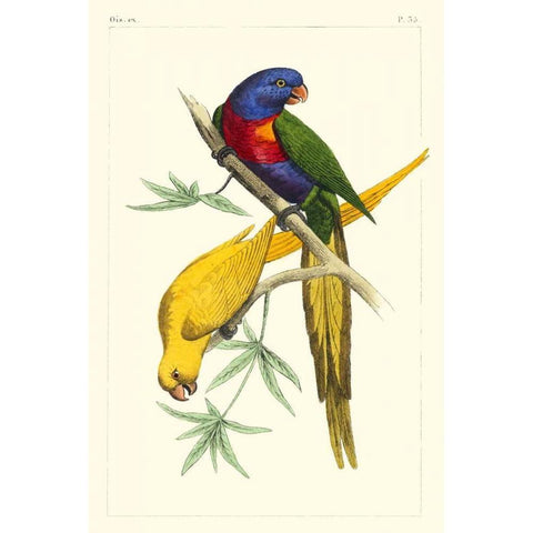 Lemaire Parrots IV Gold Ornate Wood Framed Art Print with Double Matting by Lemaire, C.L.