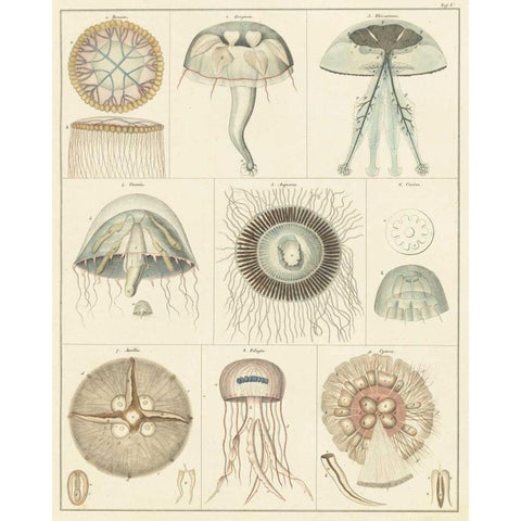 Jellyfish Display Gold Ornate Wood Framed Art Print with Double Matting by Oken