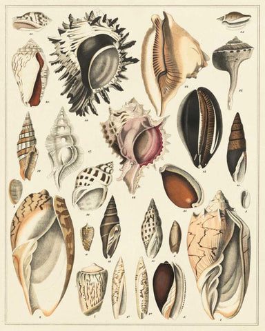 Seashell Display White Modern Wood Framed Art Print with Double Matting by Oken