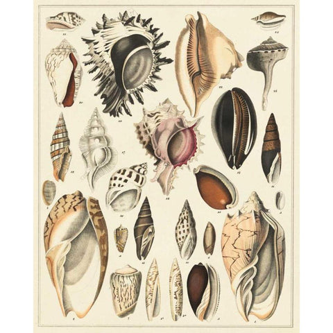 Seashell Display Gold Ornate Wood Framed Art Print with Double Matting by Oken