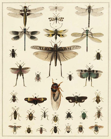 Dragonfly Display White Modern Wood Framed Art Print with Double Matting by Oken