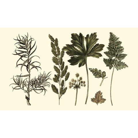 Fern Leaf Folio II White Modern Wood Framed Art Print by Oeder, Georg C.