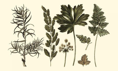 Fern Leaf Folio II White Modern Wood Framed Art Print with Double Matting by Oeder, Georg C.