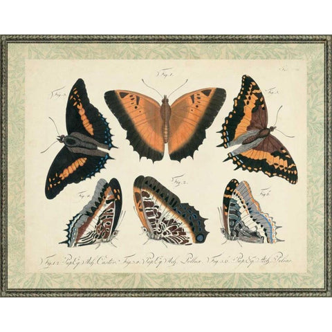 Bookplate Butterflies Trio I Black Modern Wood Framed Art Print with Double Matting by Vision Studio