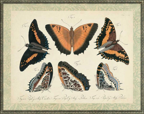 Bookplate Butterflies Trio I Black Ornate Wood Framed Art Print with Double Matting by Vision Studio