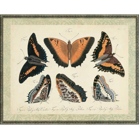 Bookplate Butterflies Trio I Black Modern Wood Framed Art Print by Vision Studio