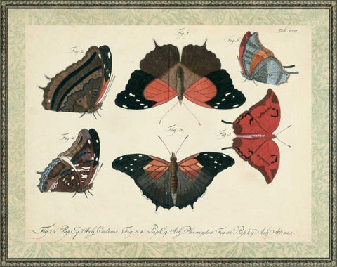 Bookplate Butterflies Trio II Black Ornate Wood Framed Art Print with Double Matting by Vision Studio