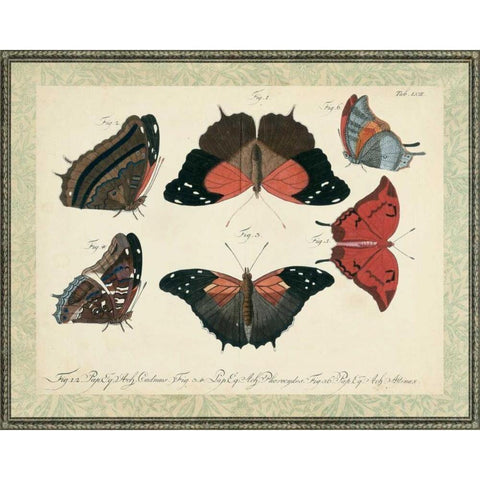 Bookplate Butterflies Trio II White Modern Wood Framed Art Print by Vision Studio