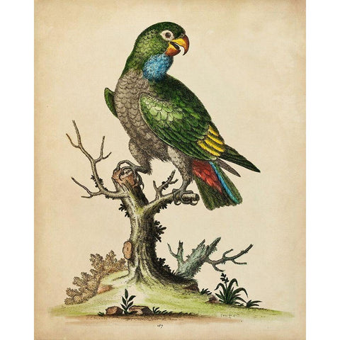 Paradise Parrots I Black Modern Wood Framed Art Print with Double Matting by Edwards, George