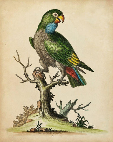 Paradise Parrots I Black Ornate Wood Framed Art Print with Double Matting by Edwards, George