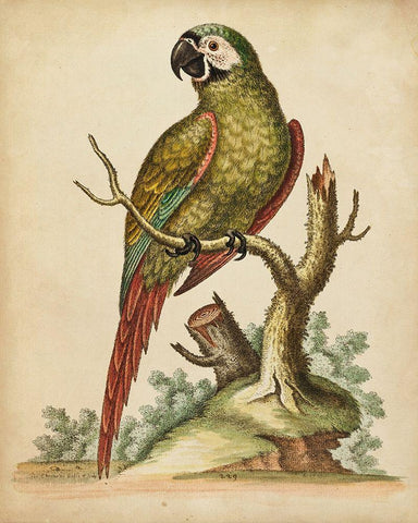 Paradise Parrots II Black Ornate Wood Framed Art Print with Double Matting by Edwards, George