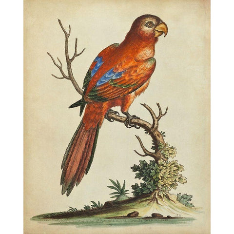 Paradise Parrots III Gold Ornate Wood Framed Art Print with Double Matting by Edwards, George