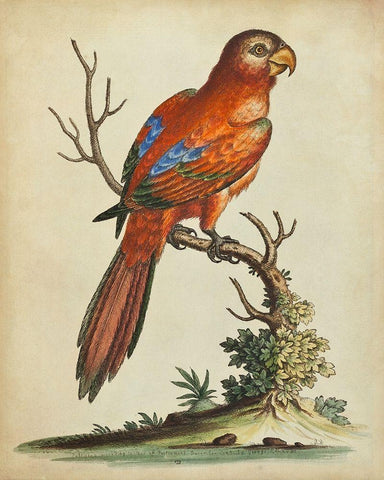 Paradise Parrots III Black Ornate Wood Framed Art Print with Double Matting by Edwards, George