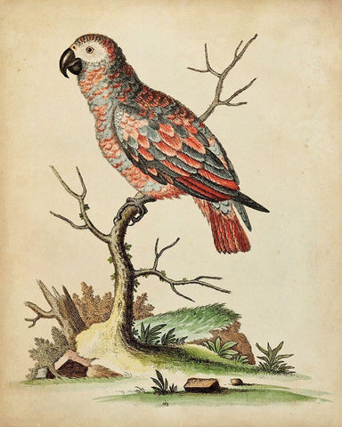 Paradise Parrots IV Black Ornate Wood Framed Art Print with Double Matting by Edwards, George