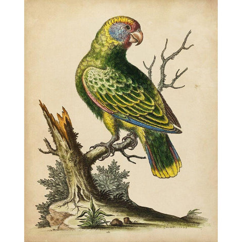 Paradise Parrots V Gold Ornate Wood Framed Art Print with Double Matting by Edwards, George