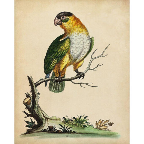 Paradise Parrots VI White Modern Wood Framed Art Print by Edwards, George