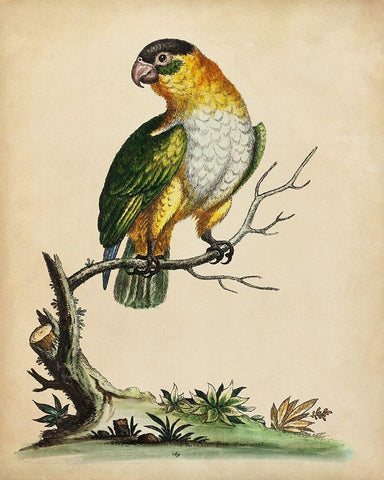 Paradise Parrots VI White Modern Wood Framed Art Print with Double Matting by Edwards, George