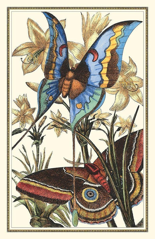 Image Only