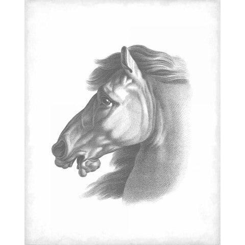 Equestrian Blueprint III Black Modern Wood Framed Art Print with Double Matting by Vision Studio