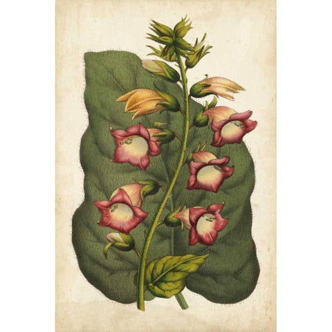 Coral Beauties I Black Modern Wood Framed Art Print by Van Houtteano, Horto