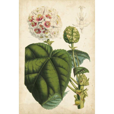 Coral Beauties II White Modern Wood Framed Art Print by Van Houtteano, Horto