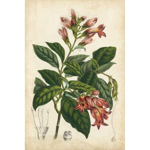 Coral Beauties III White Modern Wood Framed Art Print by Van Houtteano, Horto