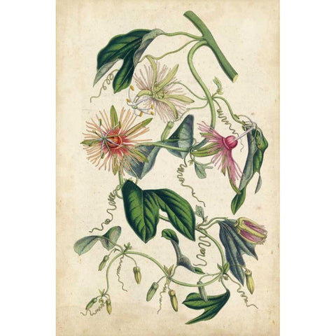 Coral Beauties IV Black Modern Wood Framed Art Print by Van Houtteano, Horto