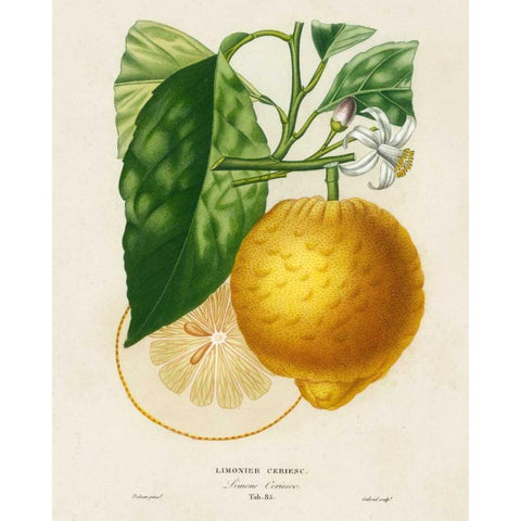 French Lemon Botanical I Black Modern Wood Framed Art Print with Double Matting by Risso, A.
