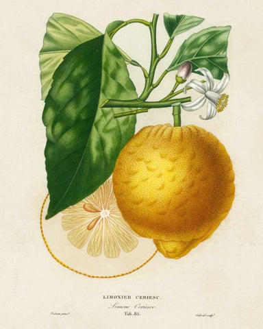 French Lemon Botanical I Black Ornate Wood Framed Art Print with Double Matting by Risso, A.