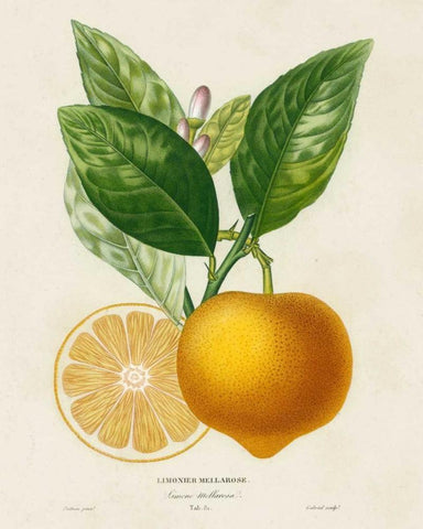 French Lemon Botanical III White Modern Wood Framed Art Print with Double Matting by Risso, A.