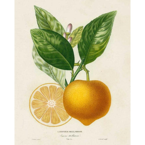 French Lemon Botanical III White Modern Wood Framed Art Print by Risso, A.