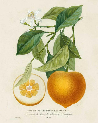 French Orange Botanical I White Modern Wood Framed Art Print with Double Matting by Risso, A.