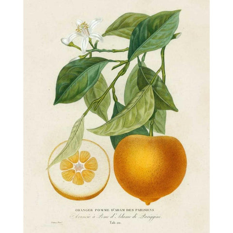French Orange Botanical I Black Modern Wood Framed Art Print with Double Matting by Risso, A.
