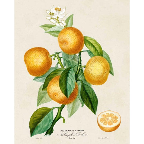 French Orange Botanical III Gold Ornate Wood Framed Art Print with Double Matting by Risso, A.