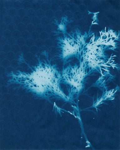 Cyanotype No.3 Black Ornate Wood Framed Art Print with Double Matting by Stramel, Renee W.