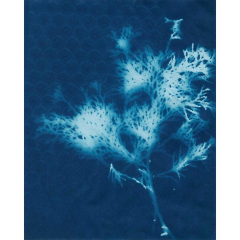 Cyanotype No.3 Black Modern Wood Framed Art Print with Double Matting by Stramel, Renee W.