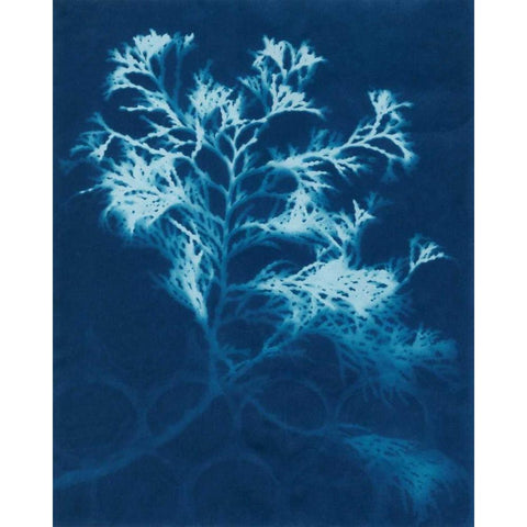 Cyanotype No.4 Black Modern Wood Framed Art Print with Double Matting by Stramel, Renee W.