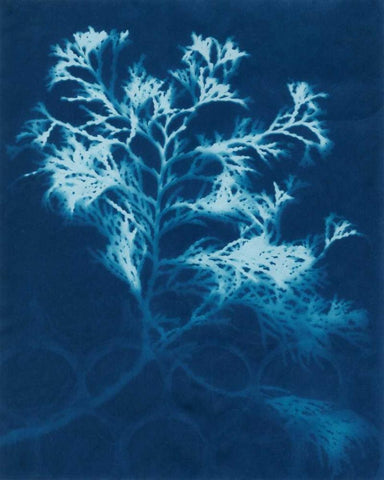Cyanotype No.4 White Modern Wood Framed Art Print with Double Matting by Stramel, Renee W.