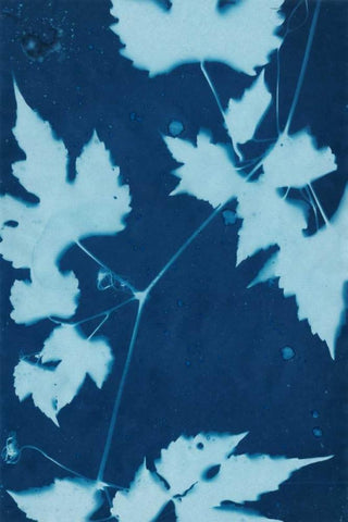 Cyanotype No.9 Black Ornate Wood Framed Art Print with Double Matting by Stramel, Renee W.