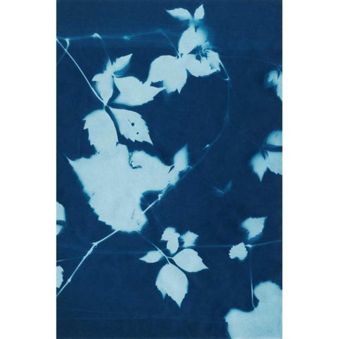 Cyanotype No.11 Black Modern Wood Framed Art Print with Double Matting by Zarris, Chariklia