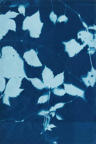 Cyanotype No.12 White Modern Wood Framed Art Print with Double Matting by Zarris, Chariklia