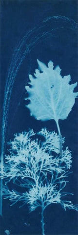 Cyanotype No.13 White Modern Wood Framed Art Print with Double Matting by Guthrie, Jenna