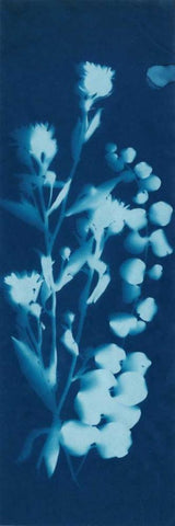 Cyanotype No.14 Black Ornate Wood Framed Art Print with Double Matting by Guthrie, Jenna