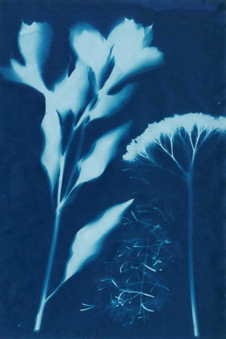 Cyanotype No.15 White Modern Wood Framed Art Print with Double Matting by Guthrie, Jenna