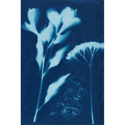 Cyanotype No.15 Black Modern Wood Framed Art Print by Guthrie, Jenna