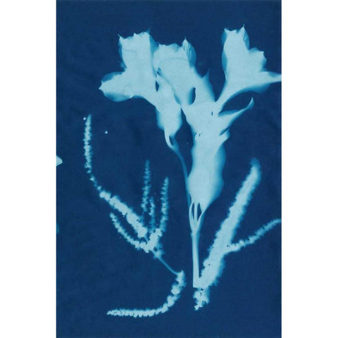 Cyanotype No.17 White Modern Wood Framed Art Print by Guthrie, Jenna