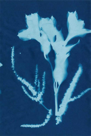 Cyanotype No.17 White Modern Wood Framed Art Print with Double Matting by Guthrie, Jenna